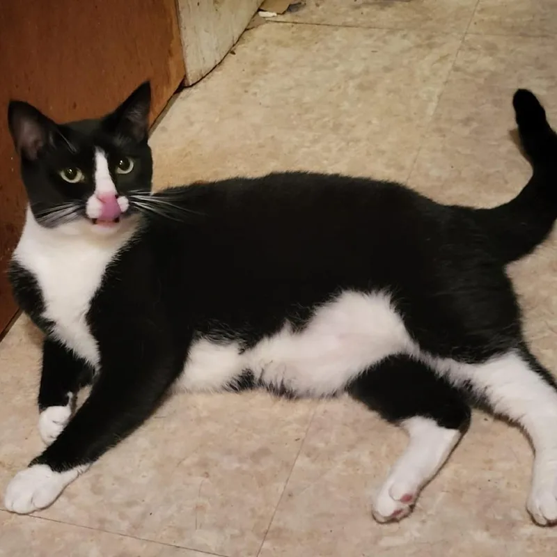 Dolly Bonded To Loretta thumbnail 2