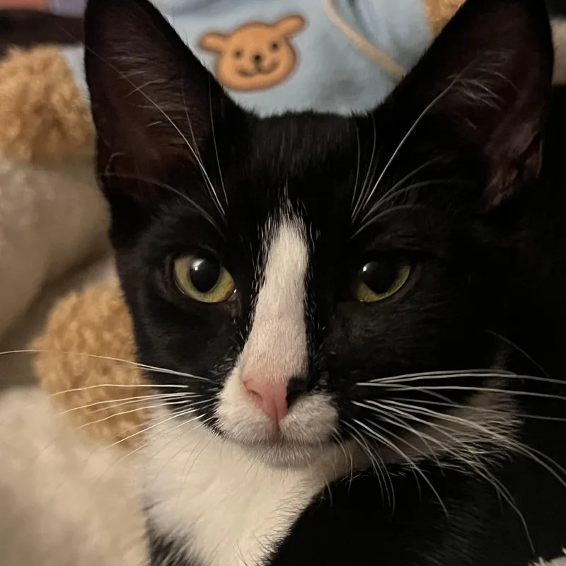 Dolly Bonded To Loretta thumbnail 3