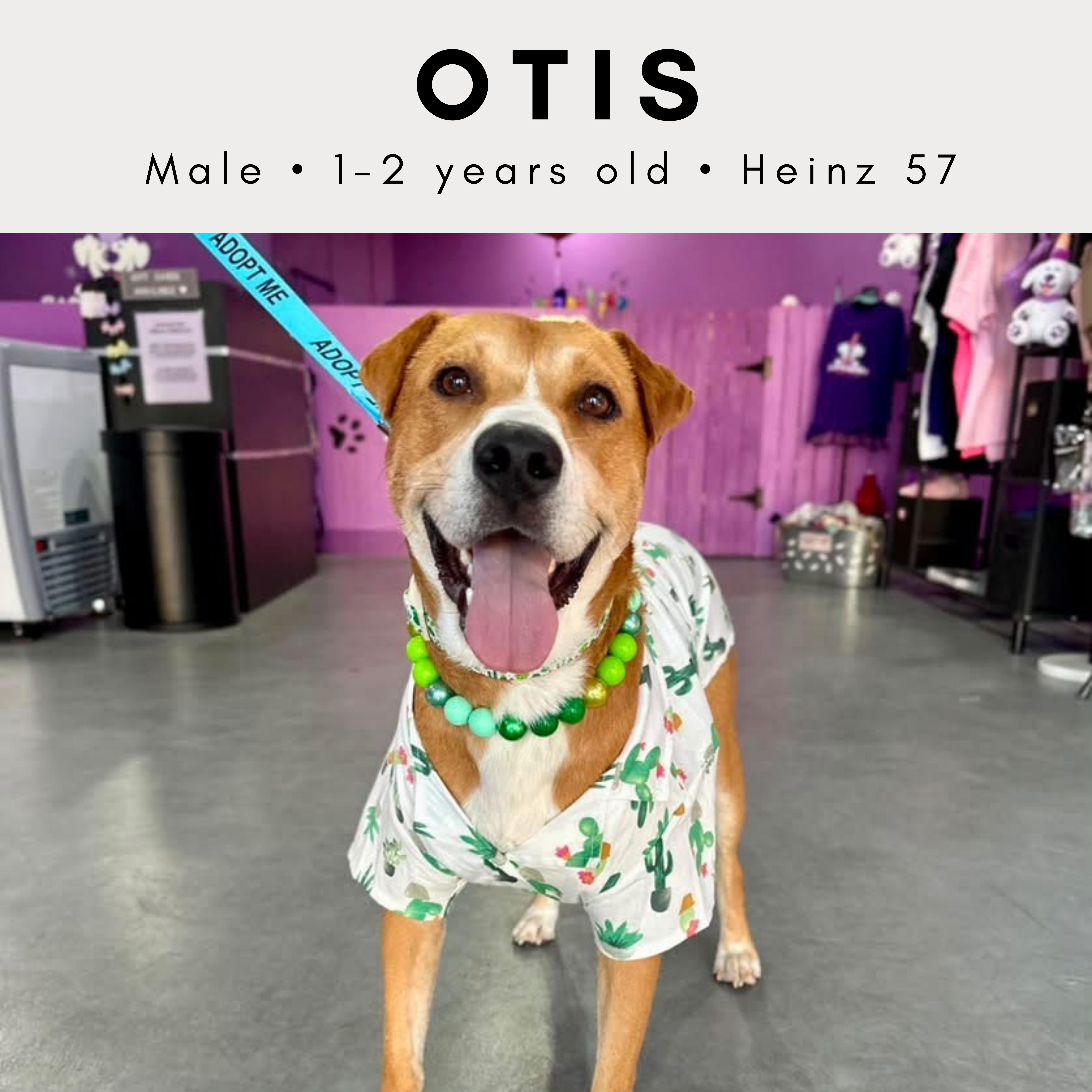 Otis thumbnail 2