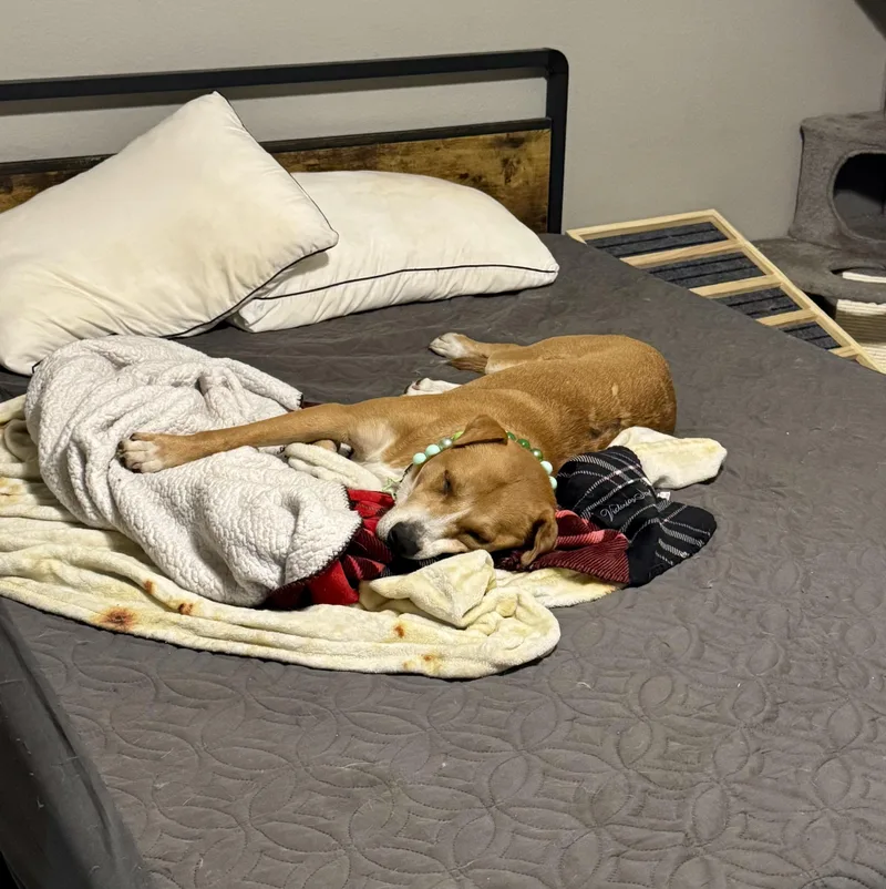 Otis thumbnail 3