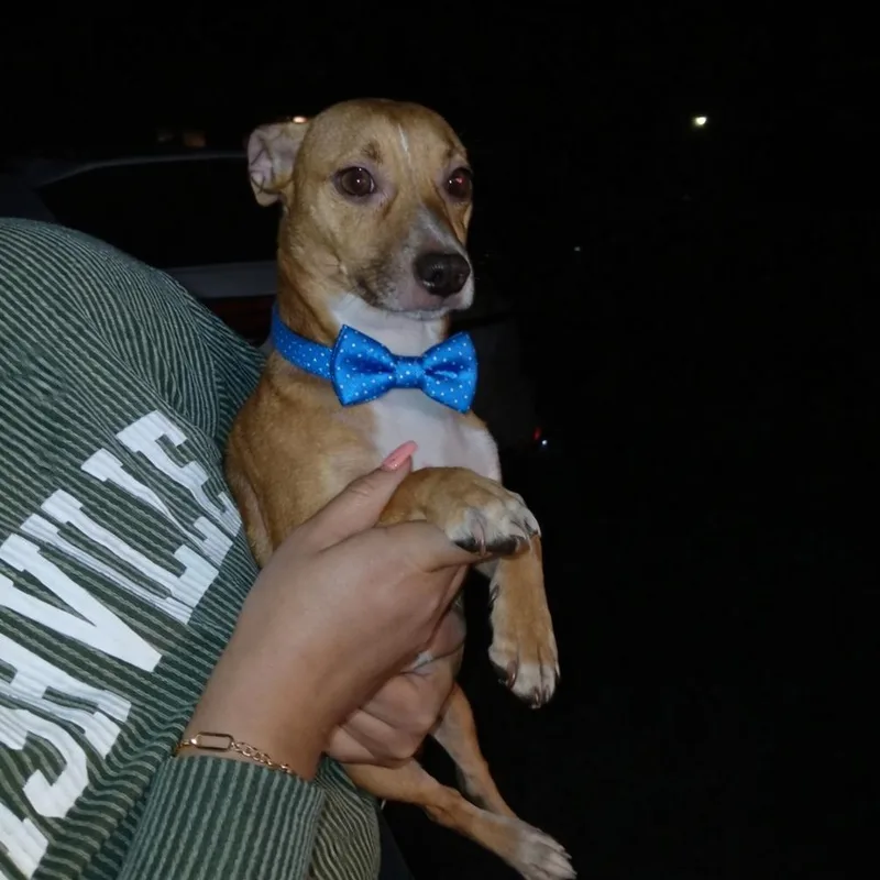 An adult small-sized male Apricot / Beige Chihuahua dog named Toby for adoption in Crosby, TX