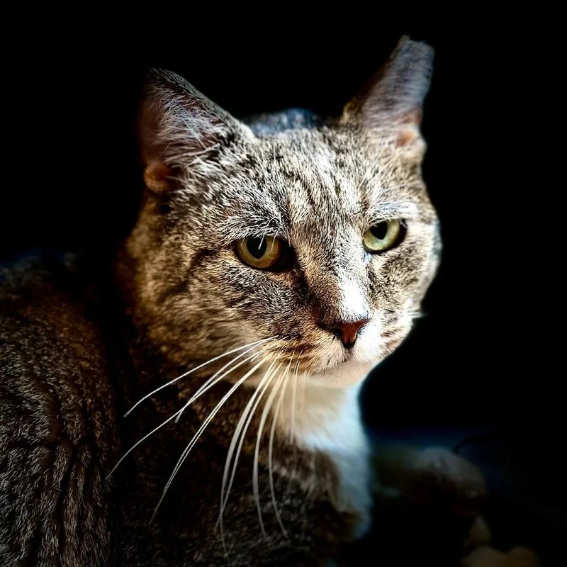 A senior extra large-sized male Brown / Chocolate Domestic Short Hair cat named Vinny for adoption in Manchester, CT
