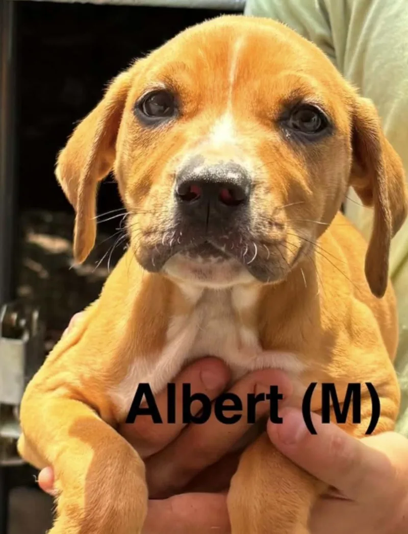 A baby medium-sized male Yellow / Tan / Blond / Fawn Labrador Retriever dog named Albert for adoption in Parma, OH