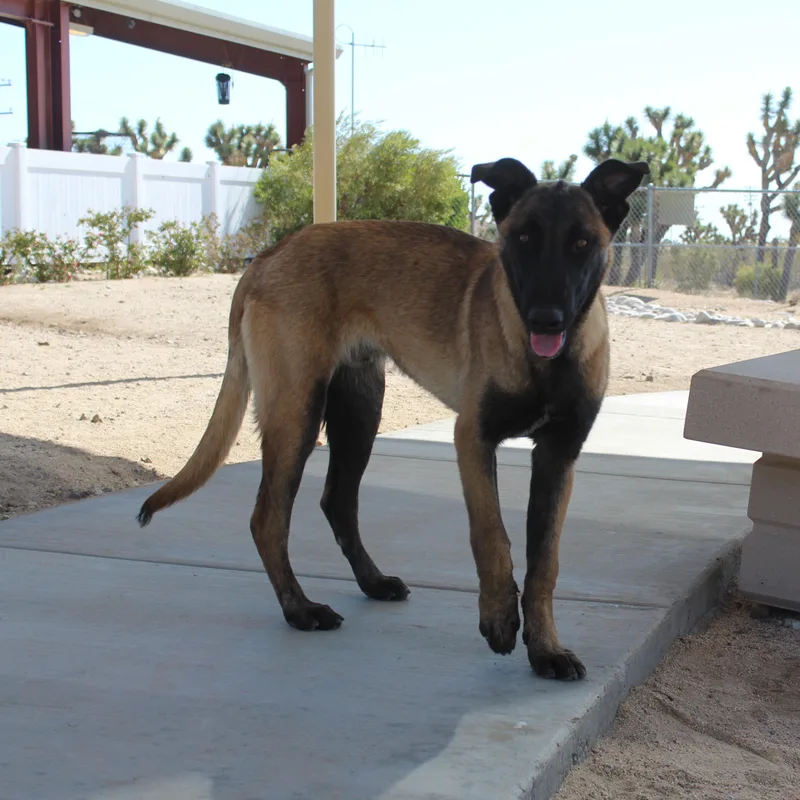 A young large-sized male Brown / Chocolate Belgian Shepherd / Malinois dog named Dierks for adoption in Yucca Valley, CA
