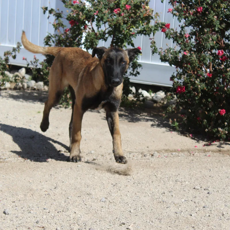 Dierks thumbnail 2