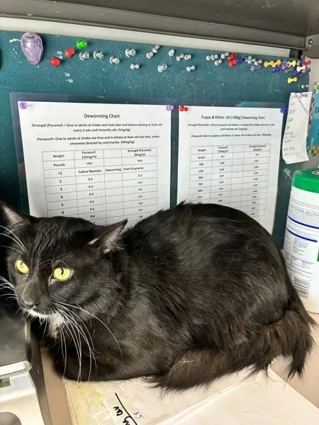 An adult small-sized male Domestic Short Hair cat named Timothy for adoption in Salt Lake City, UT