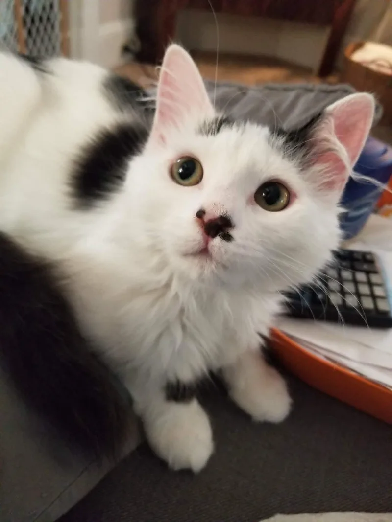 A baby medium-sized female Black & White / Tuxedo Domestic Medium Hair cat named Froufrou for adoption in Colmar, PA