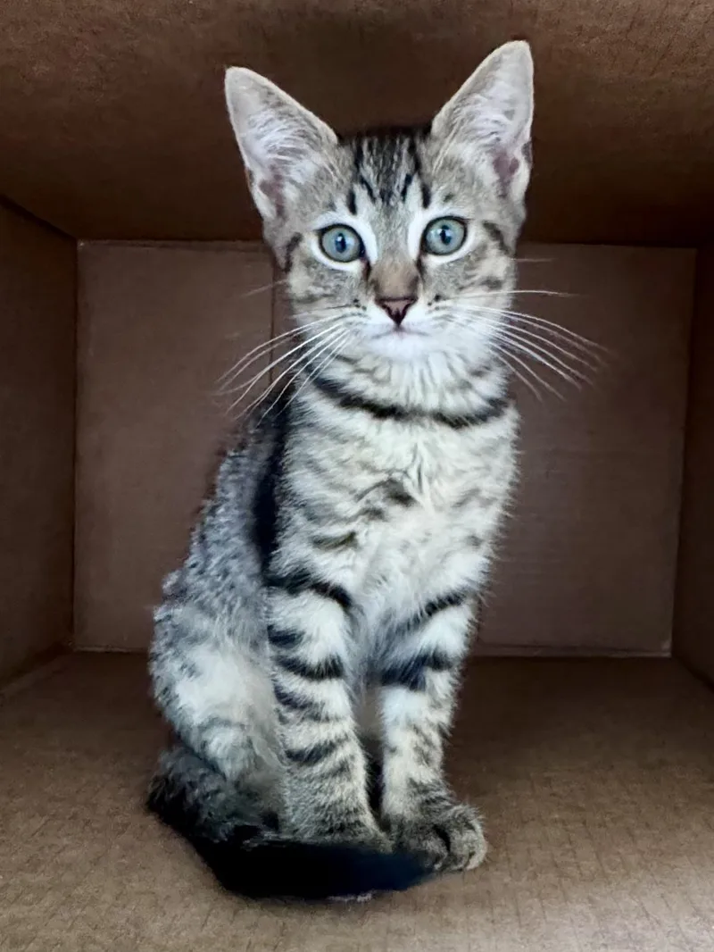 Cal