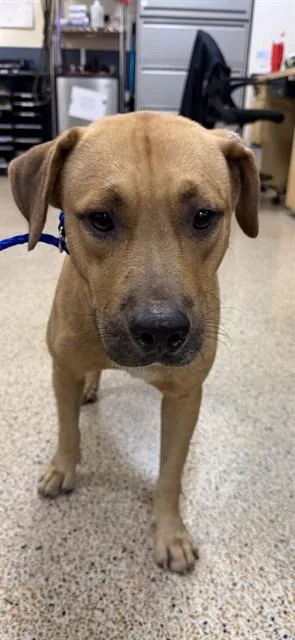 An adult large-sized male Labrador Retriever dog named Cobalt for adoption in Miami, FL
