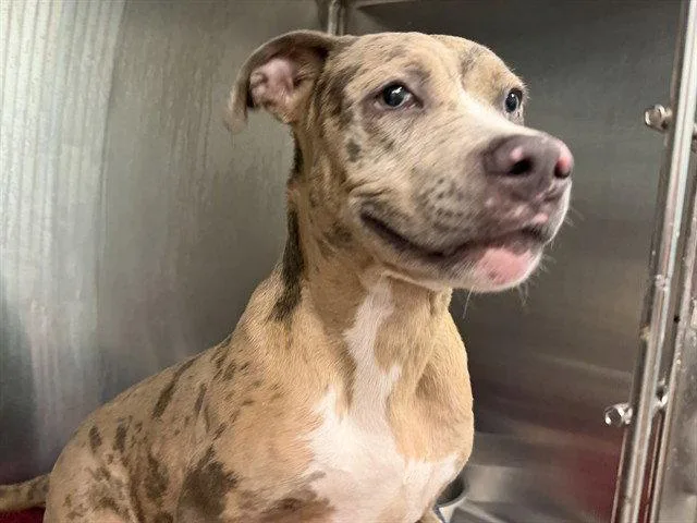 A baby small-sized male Staffordshire Bull Terrier dog named Welder for adoption in Tavares, FL