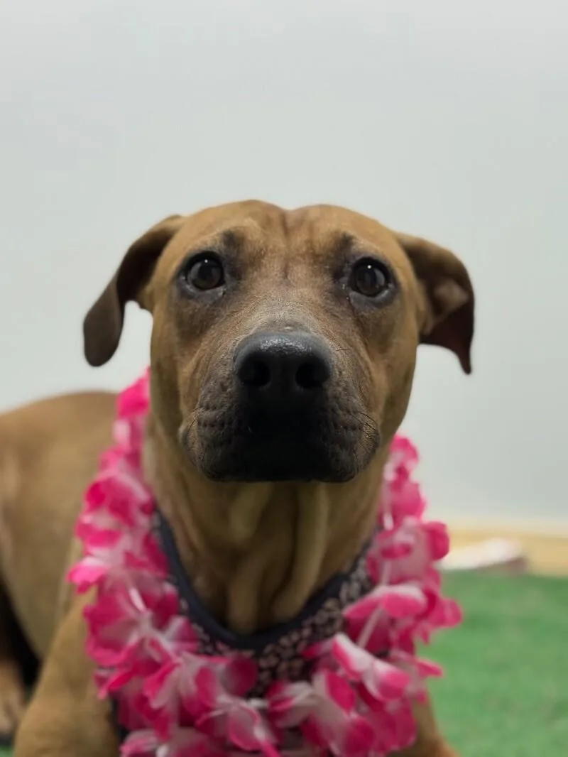 A young medium-sized female Brown / Chocolate Black Mouth Cur dog named Dakota for adoption in Carlsbad, CA