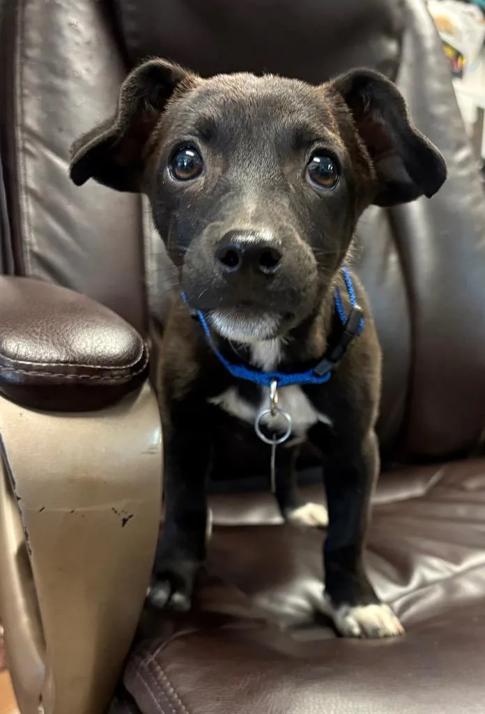 A baby medium-sized female Terrier dog named Rhinestone for adoption in Reno, NV