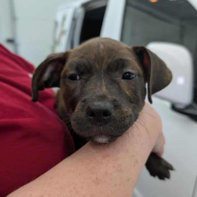 A baby medium-sized female Brown / Chocolate Mixed Breed dog named Liberty for adoption in DeKalb, IL