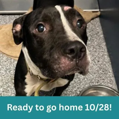 An adult medium-sized male Black Mixed Breed dog named Herky for adoption in Dubuque, IA