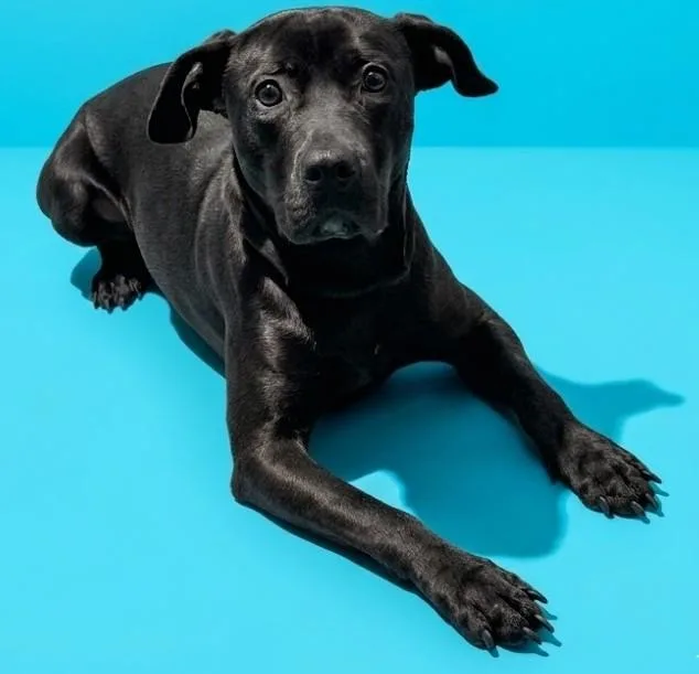 A young medium-sized female Mixed Breed dog named Amilli for adoption in Jacksonville, FL