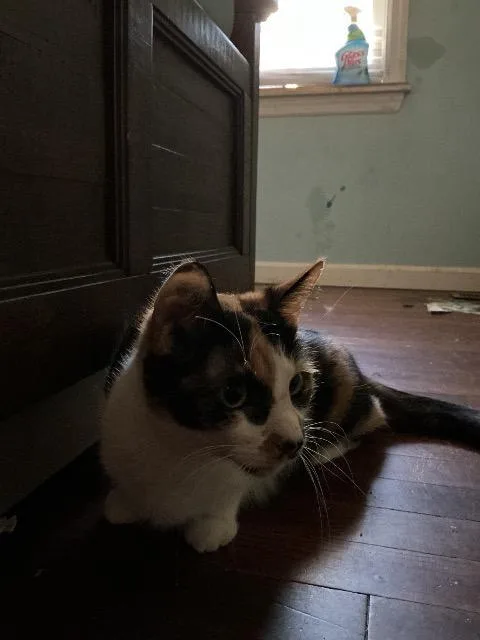 A young medium-sized female Domestic Short Hair cat named Polka Dot for adoption in Ewing, NJ