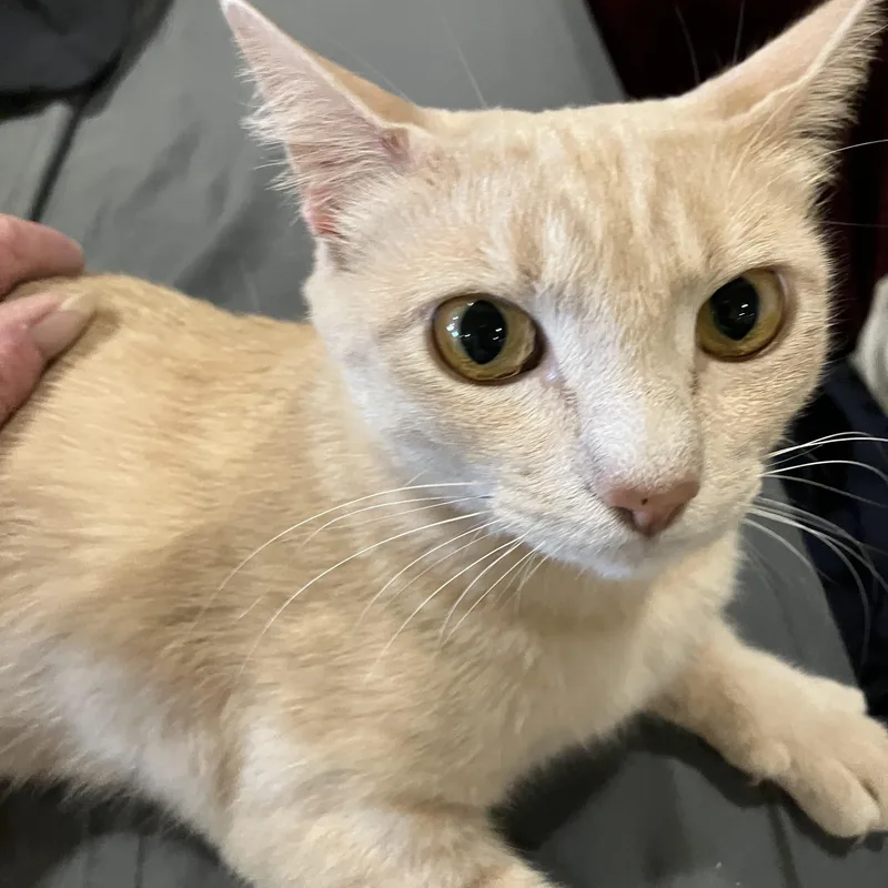 A young medium-sized female Buff / Tan / Fawn Domestic Short Hair cat named Luna for adoption in Pendleton, OR