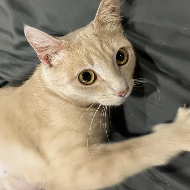 Luna thumbnail 4