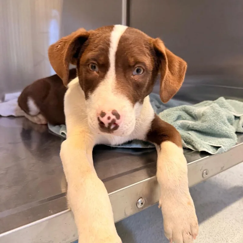 A baby small-sized male Brown / Chocolate Australian Shepherd dog named Elvis for adoption in Santa Barbara, CA