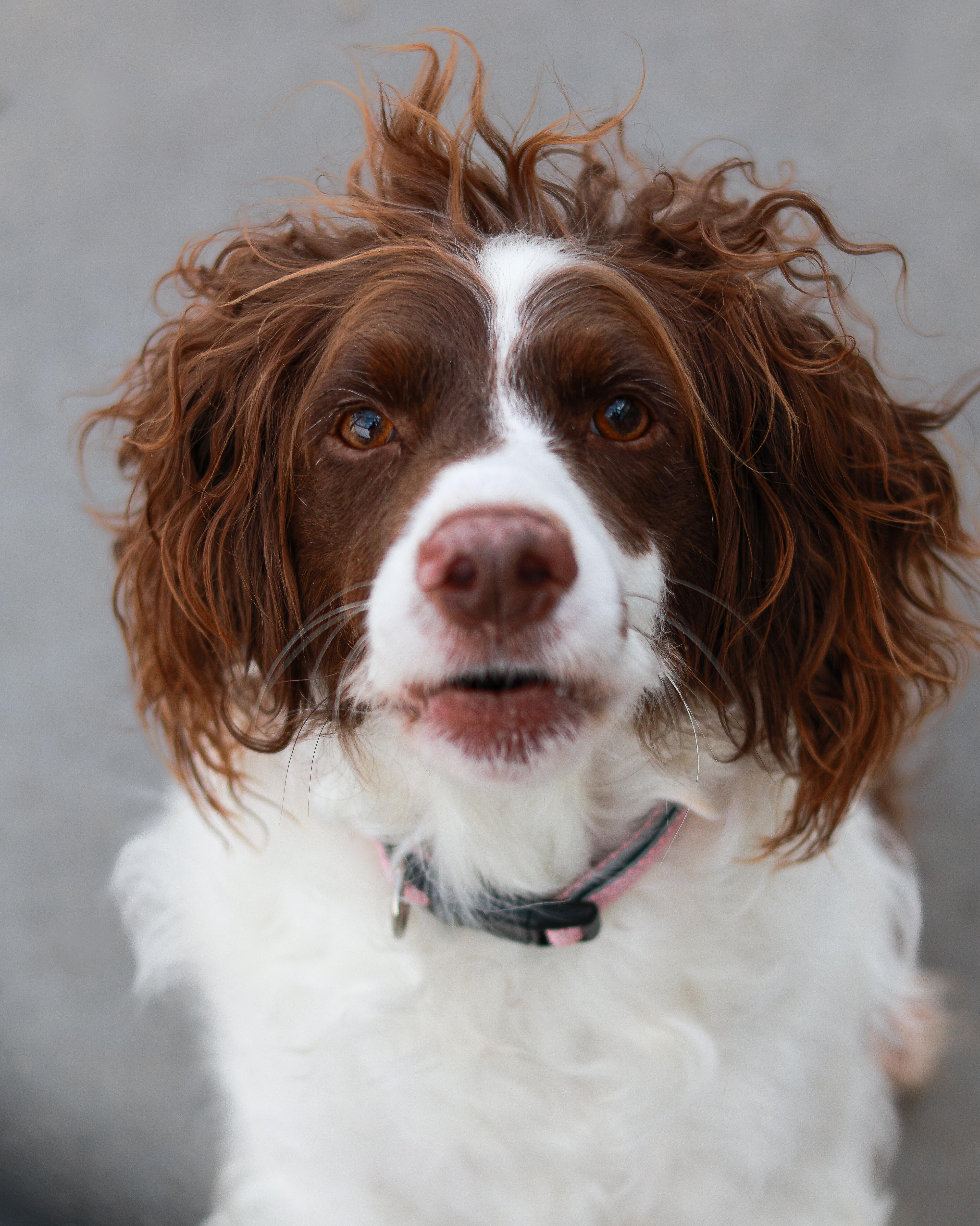 An adult medium-sized female English Springer Spaniel dog named Finnly for adoption in St. Ignace, MI