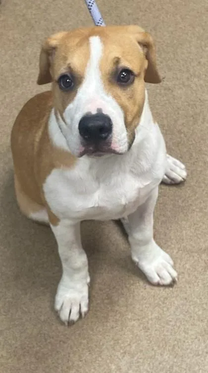 A baby medium-sized male Mixed Breed dog named Sugarloaf for adoption in Chamblee, GA
