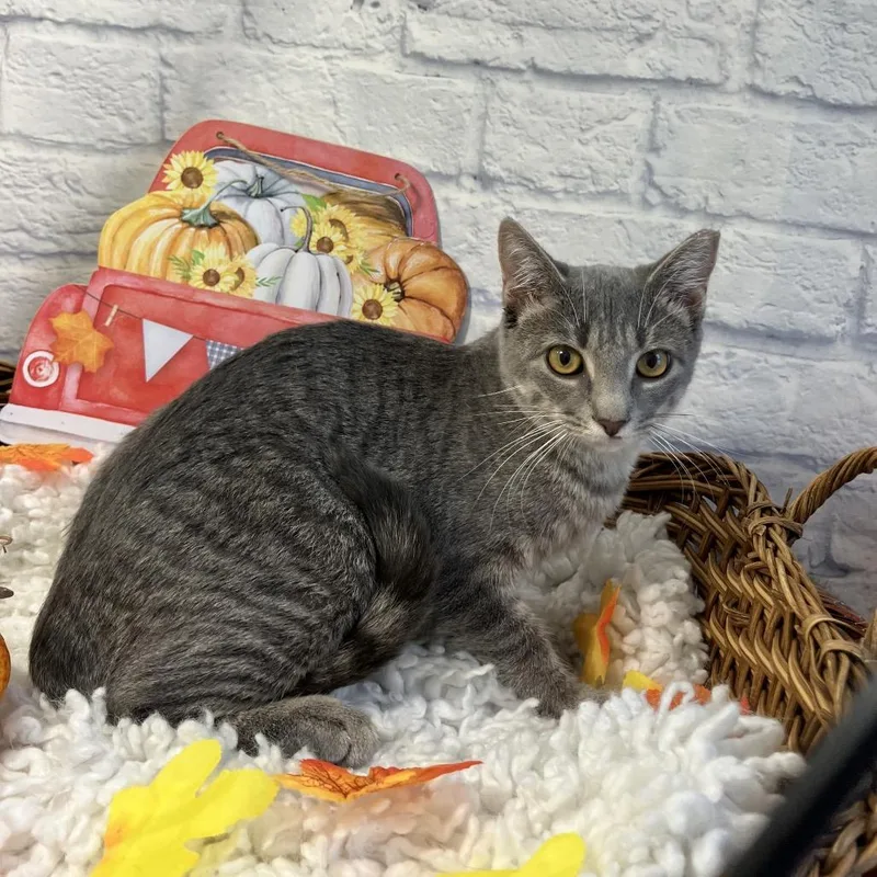 A young medium-sized female Gray / Blue / Silver Domestic Short Hair cat named Zena for adoption in Harrisonburg, VA