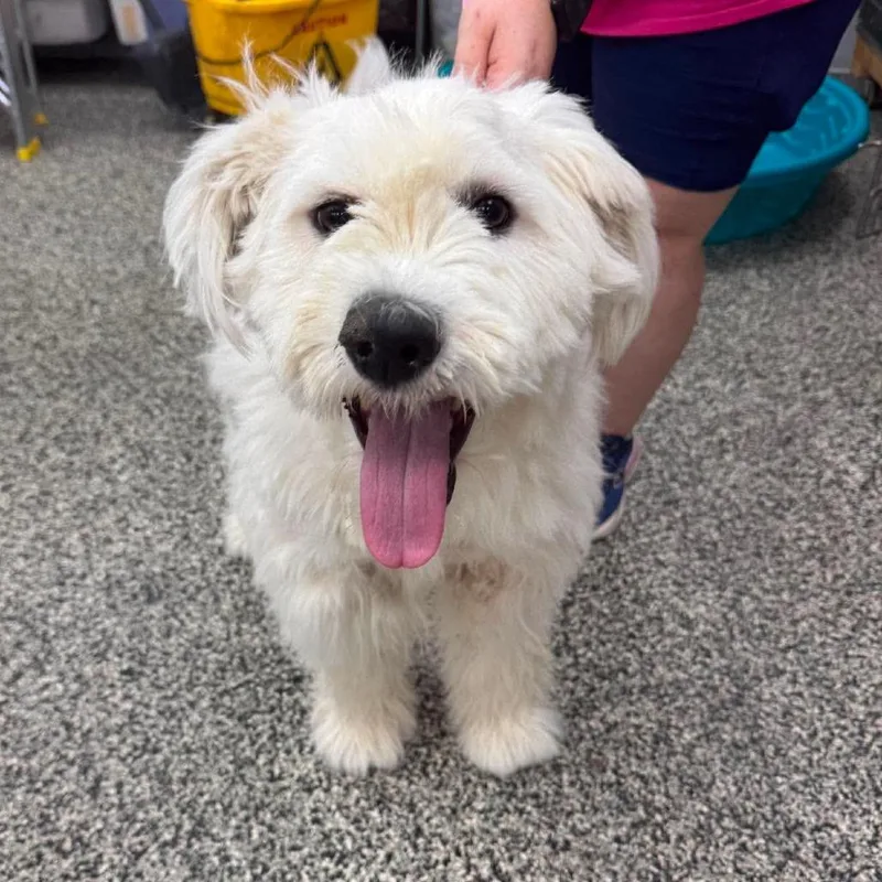 An adult medium-sized female White / Cream Mixed Breed dog named Bernice for adoption in Fredericksburg, VA