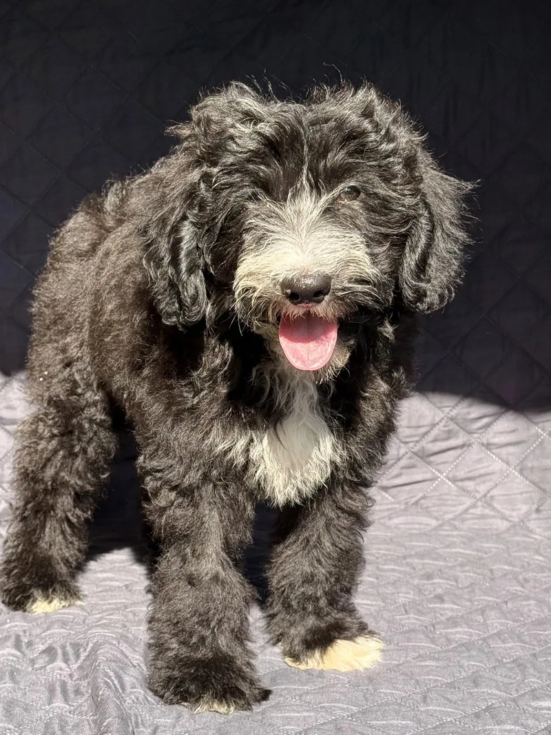 A young medium-sized male Poodle dog named CookiesNCream for adoption in Nashville, TN