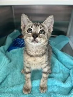 A baby small-sized male Domestic Short Hair cat named Atlantis for adoption in Pearland, TX