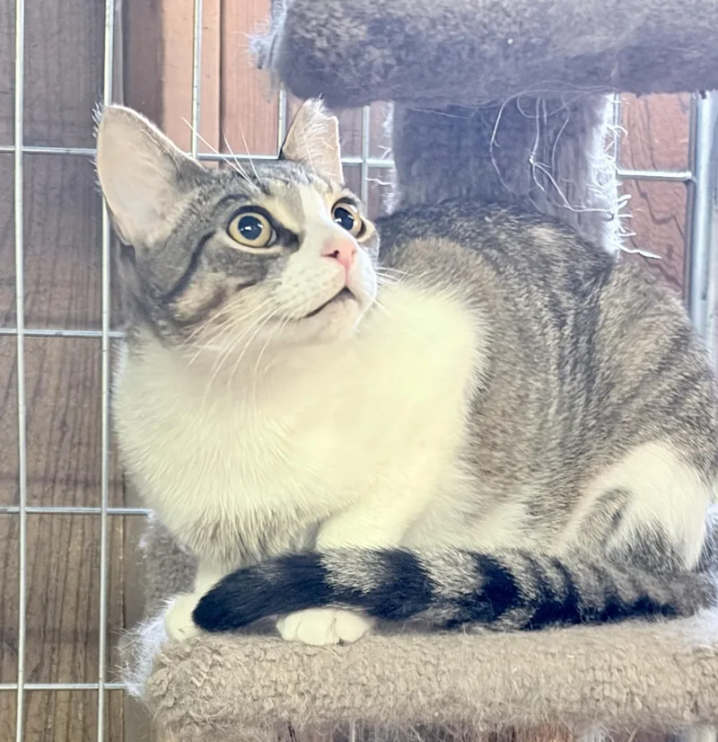 An adult medium-sized male Tabby (Gray / Blue / Silver) Tabby cat named Lennox for adoption in Independence, OH