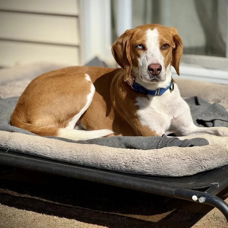 Marzipan thumbnail 2