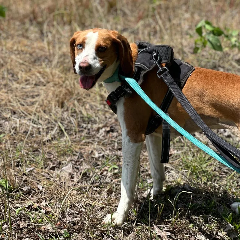 Marzipan thumbnail 4