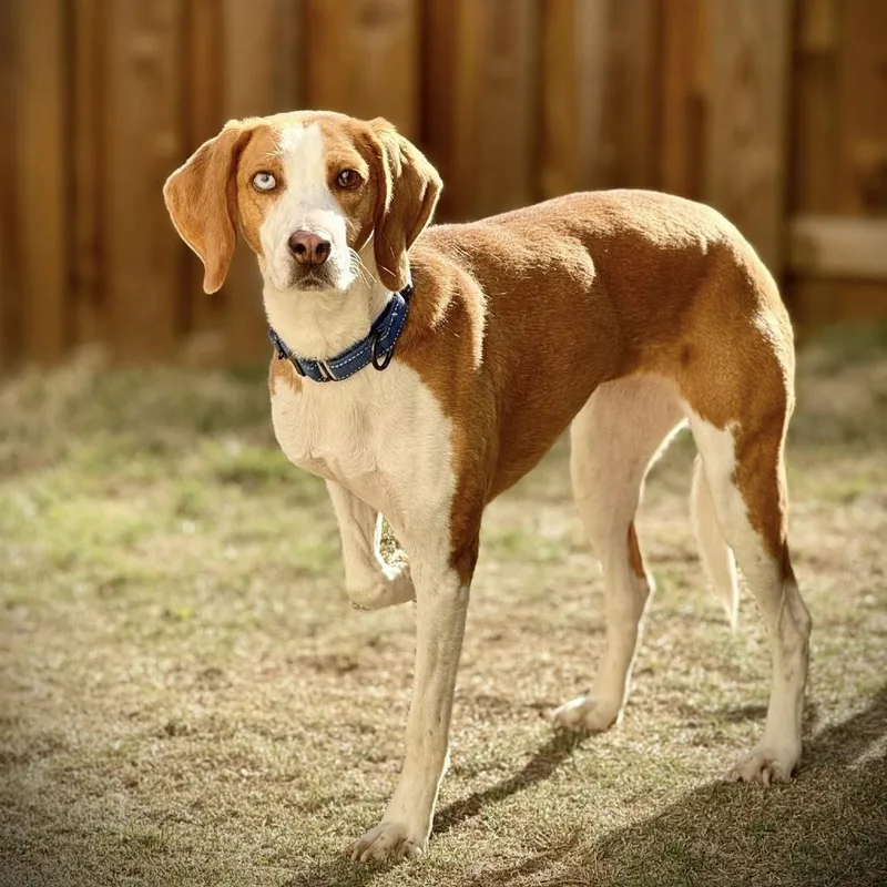 Marzipan thumbnail 5