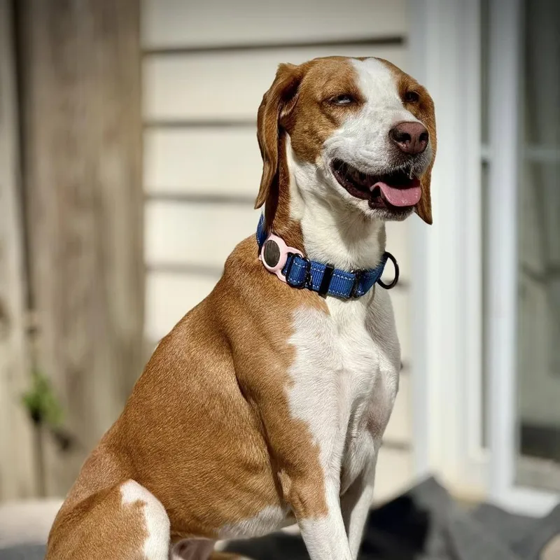 Marzipan thumbnail 6