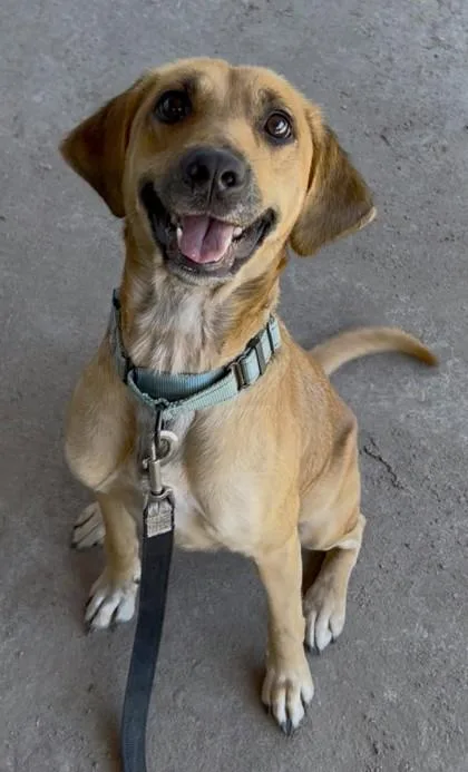 An adult medium-sized female Mixed Breed dog named Roxy Blair for adoption in Savannah, GA