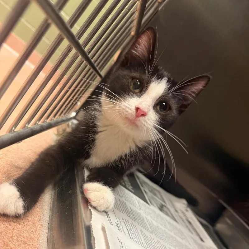 A baby small-sized male Black Domestic Short Hair cat named Baileywick for adoption in Springboro, OH