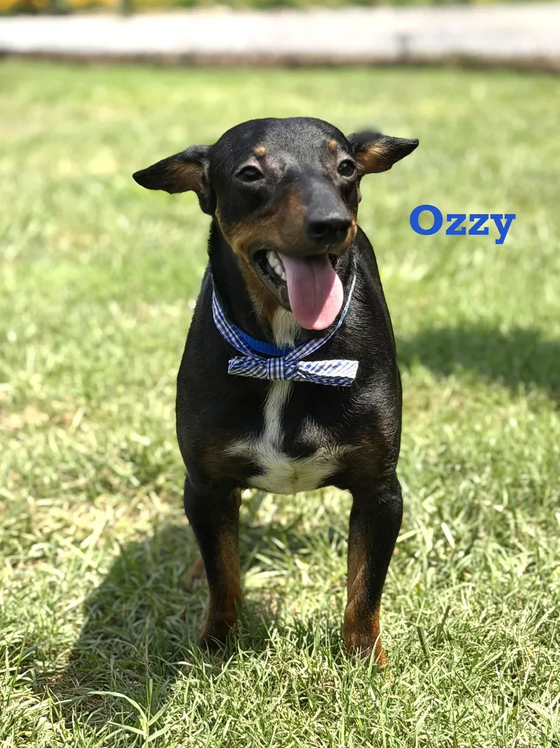A young small-sized male Dachshund dog named Ozzy for adoption in Maryville, TN