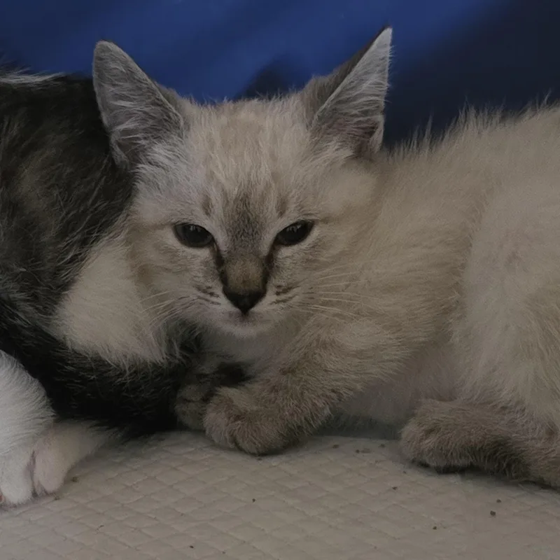 Kenyana Ort thumbnail 2