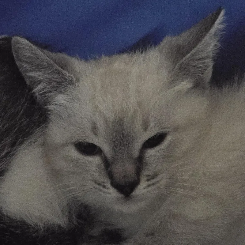 Kenyana Ort thumbnail 3