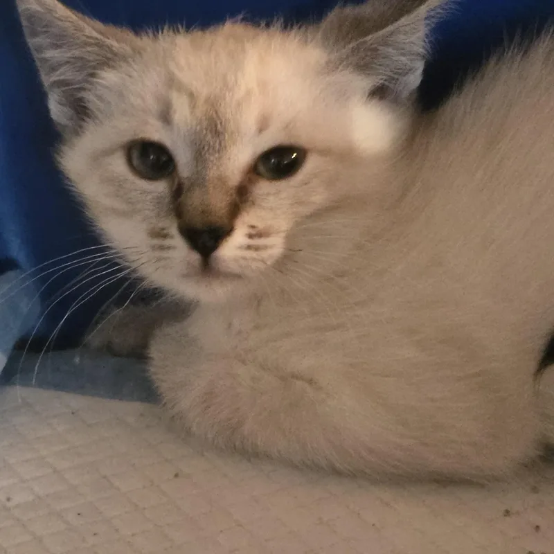 Kenyana Ort thumbnail 4