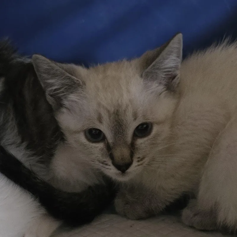 Kenyana Ort thumbnail 5