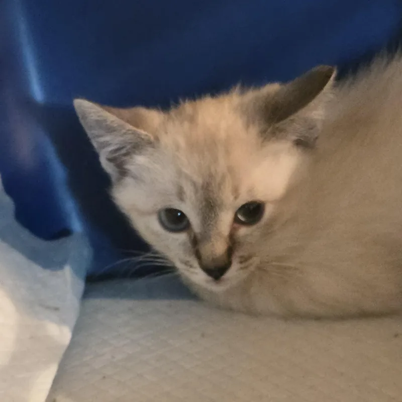 Kenyana Ort thumbnail 6