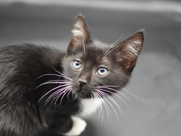 A baby small-sized female Domestic Short Hair cat named Lisa for adoption in Portland, OR