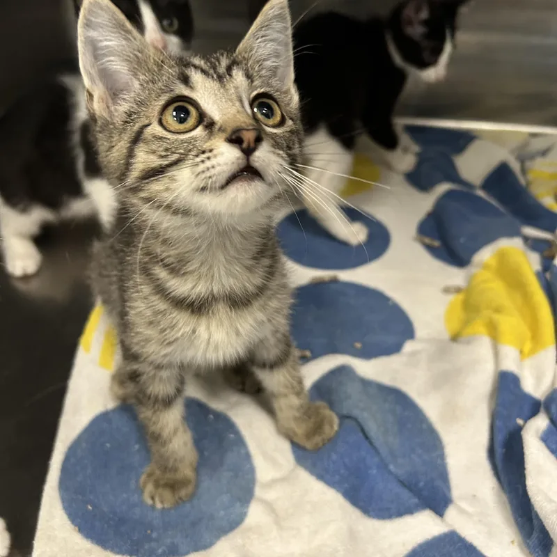 A baby medium-sized male Tabby (Brown / Chocolate) Domestic Short Hair cat named Farley  of for adoption in La Grange Park, IL