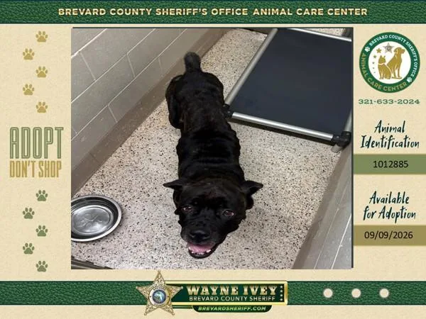 An adult extra large-sized female Mixed Breed dog named Alya for adoption in Melbourne, FL