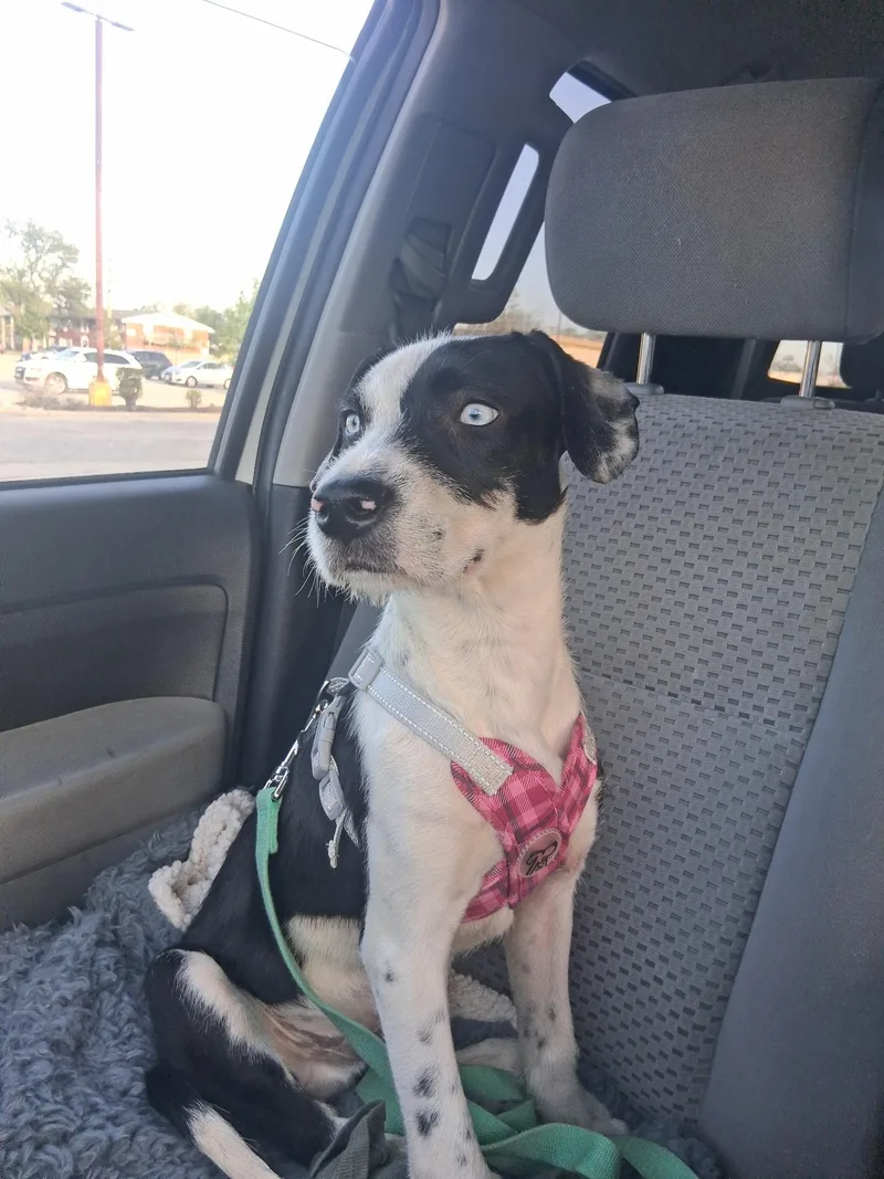 A baby medium-sized male Mixed Breed dog named Antonio for adoption in Northlake, IL