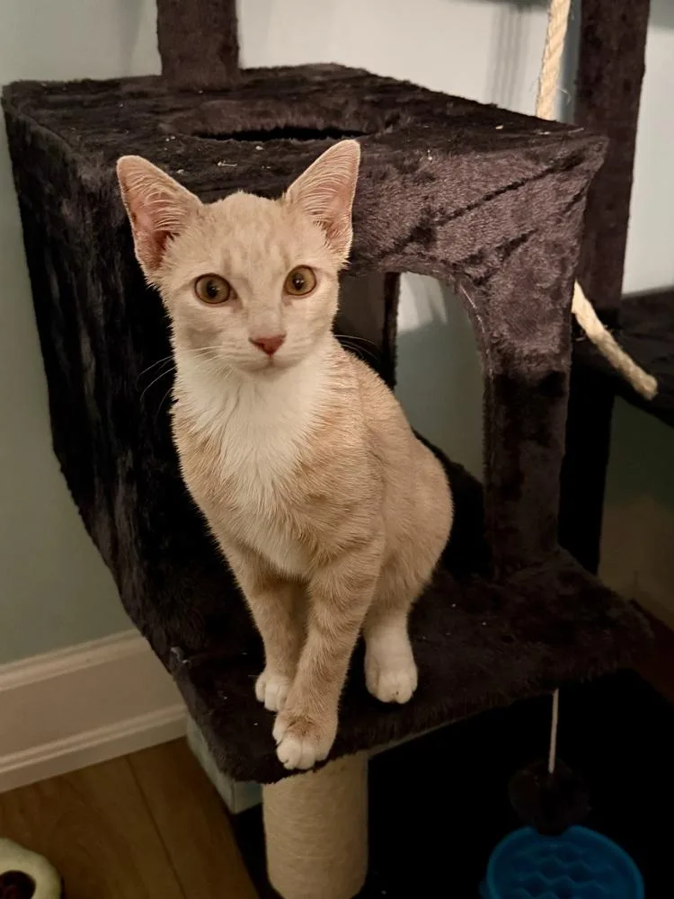 A baby small-sized male Domestic Long Hair cat named Luffy for adoption in Saint Augustine, FL