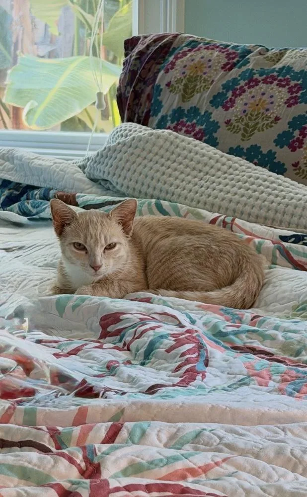 Luffy thumbnail 3