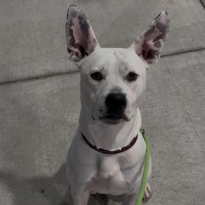 A young medium-sized male White / Cream Pit Bull Terrier dog named Tex for adoption in Wichita, KS