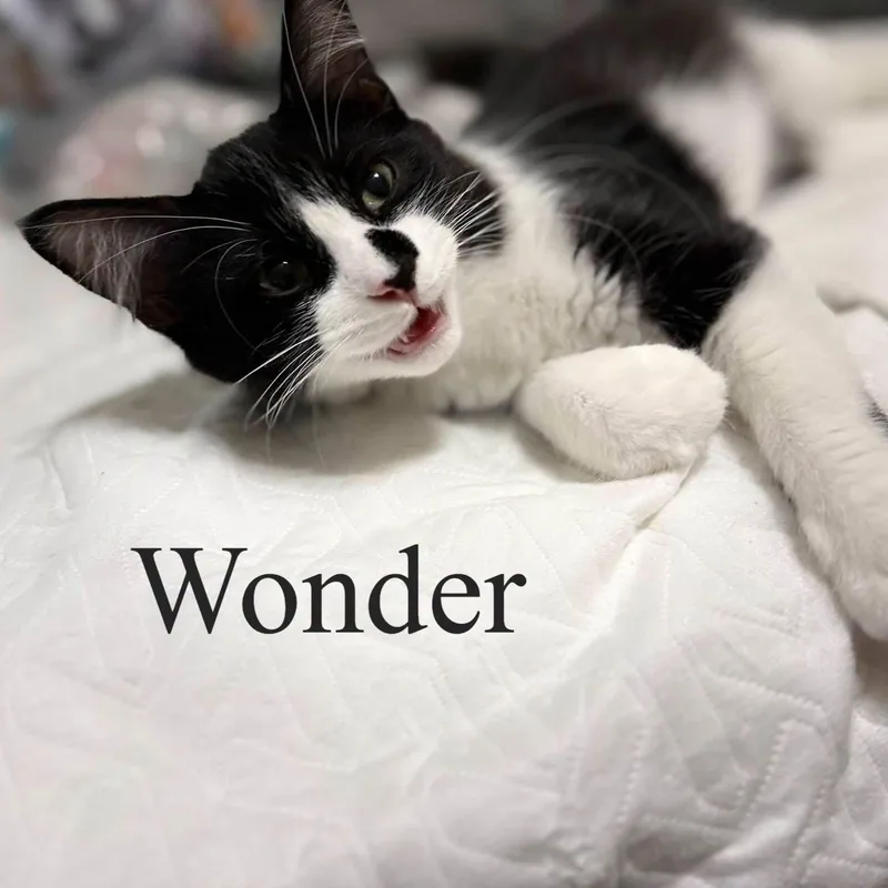 A baby medium-sized male Black & White / Tuxedo Domestic Medium Hair cat named Wonder for adoption in Queen Creek, AZ